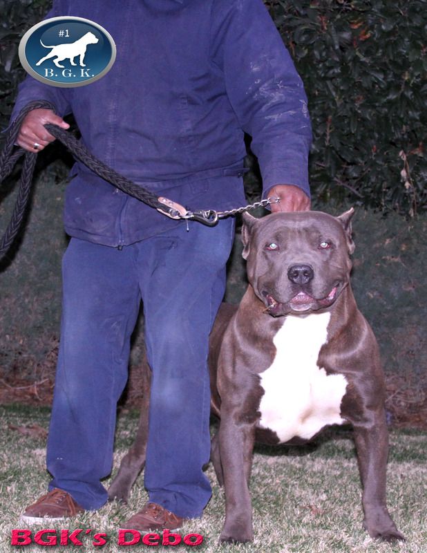 Big Gemini Pitbulls Largest XL Bully Pitbulls Biggest Blue Pitbull